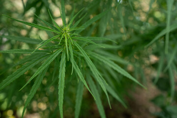 Young leaves and stems of cannabis in a natural environment of growth.