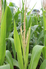 Blooming maize (Zea mays) in the field. Inflorescence of male flowers. Close-up.
