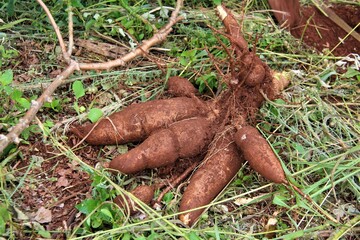 Fresh Cassava root isolated .
