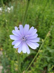 pink daisy flower