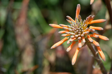 Fototapeta premium Aloe, Aloe Leptophylla y Aloe Saponaria. aloe maculata plant about to flower. succulent aloe plant. It is endemic to South Africa, although as an ornamental plant it is cultivated in many countries. 