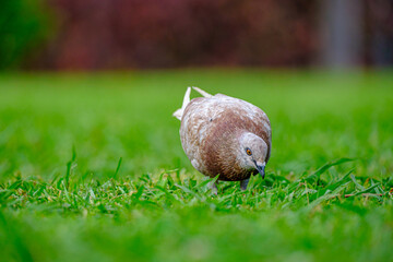 Single brown pigeons in the grass.