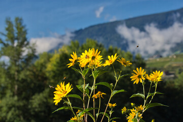 Sonnenblumen mit umher fliegenden Bienen vor schönem Bokeh aus blauem Himmel, Bäumen und Berghang