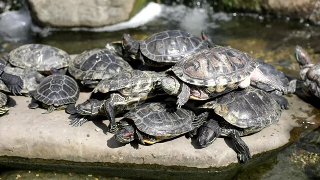 Many turtles sit on the rock. Turtles in the park. Animals bask in the sun.