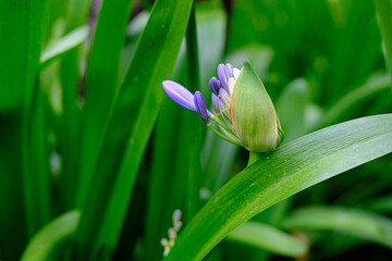 Purple blooming flower