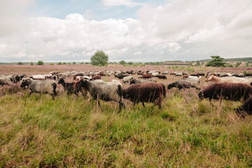 Lots of brown sheep in the heather in Germany. Heathland. Care of the heather by a flock of sheep. Blooming heather in summer	