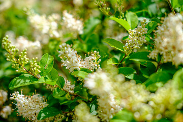 close up of a white flower