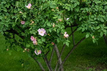 Blooming small light pink roses on a bush in the park