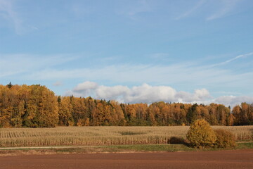 Autumn trees, maple leaves on a blue sky background, autumn landscape.