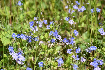 blue flowers in the grass