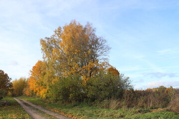 Autumn trees, maple leaves on a blue sky background, autumn landscape.