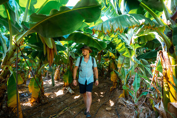 Man traveler walks at Banana plantation, leaves, fruits and flowers, part of the tour and entertainment for the tourist Turkey Alanya