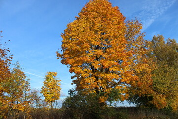 Autumn trees, maple leaves on a blue sky background, autumn landscape.