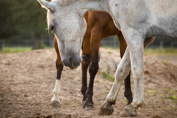 Naklejka na ściany i meble Relaxed happy horses in the pasture close up. Portrait