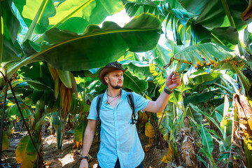 Man traveler walks at Banana plantation, leaves, fruits and flowers, part of the tour and entertainment for the tourist Turkey Alanya