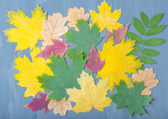 Colorful autumn background of dried leaves of different types of trees oak, maple, rowan on a blue background