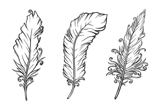 Set of feathers drawing on white. Vector illustration