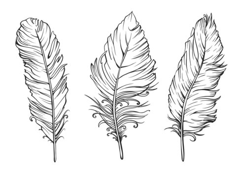 Set of three feathers drawing on white. Vector illustration