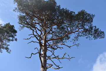 tree against sky
