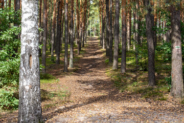 The road in the forest leading upwards with the symbol of the forest trail. Poland, Masovia