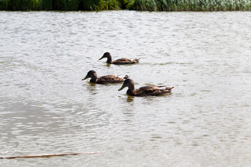 beautiful wild ducks in nature, wild nature