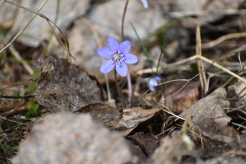 flowers in the woods