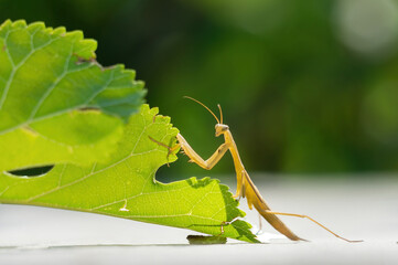 Close-up portrait of brown female European Praying Mantis in natural habitat. Praying mantis (Mantis religiosa) portrait on green leaf, insect, ambush predator.