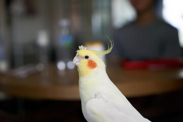 A cockatiel standing alone
