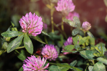 Clover flowers with drops of morning dew. Close up photo.