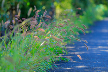 grass and sky