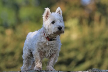 West Highland White terrier. Portrait of a beautiful westie with. Portrait of a white dog with green blurred background