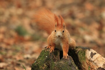 Cute eurasian red squirrel sitting on the tree stump. Beautiful portrait of a  squirrel. Sciurus vulgaris. 