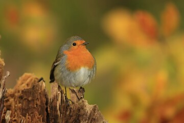cute redbreast sitting on the stump. Autumn scene with song bird. Erithacus rubecula. European robin in autumn forest.