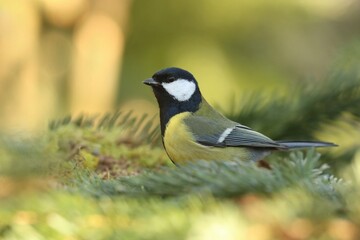 Portrait of a cute great tit. Garden bird in the nature habitat. Parus major. Wildlife scene with a song bird. 