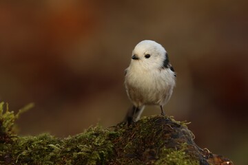 Long-tailed tit sitting on the tree stump. Song bird in the nature habitat. wildlife scene from nature. Aegithalos caudatus.