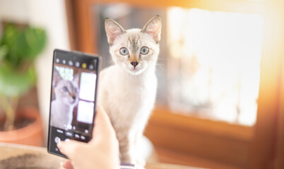 Female hand owner take a photo with her white cat with smartphone in the living room for relaxing while quarantine and work from home.