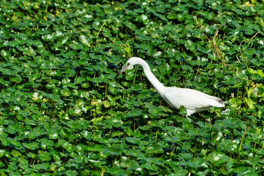 Great White Egret wading in the lily pads at Morris bridge Park, on the Hillsborough River, Tampa, Florida.