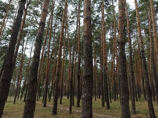 Obraz premium Beech tall green trees in autumn forest. Pine forest.