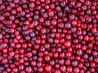 Cranberry or Cowberry background. Top view.