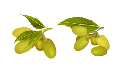 Set of fresh green olivesl. Organic product, healthy diet vector illustration