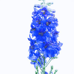 Blue flower is the delphinium on white background