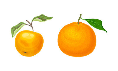 Orange fruits set. Fresh ripe orange and apple cartoon vector illustration
