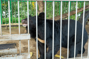 A black Himalayan bear walks on four legs behind bars