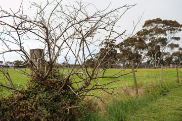 rustic fence in field