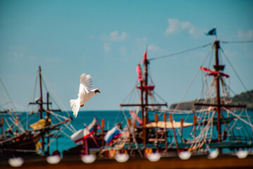 a flying white dove against the background of an old sailboat, blue sea and rocks in the distance