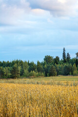 Obraz premium wheat in the fall and the forest