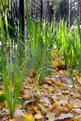 grass on a background of yellow leaves
