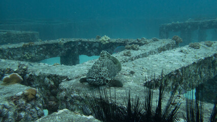 Underwater nature in Phuket, Thailand