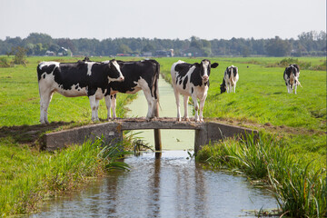 Dutch milk cows on a bridge in meadow in Krimpenerwaard