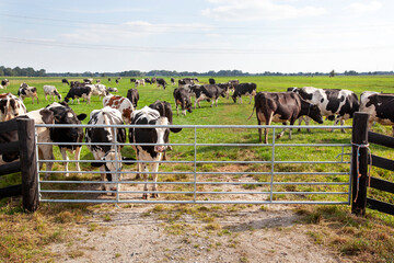 Dutch milk cows behind a fence in meadow in Krimpenerwaard